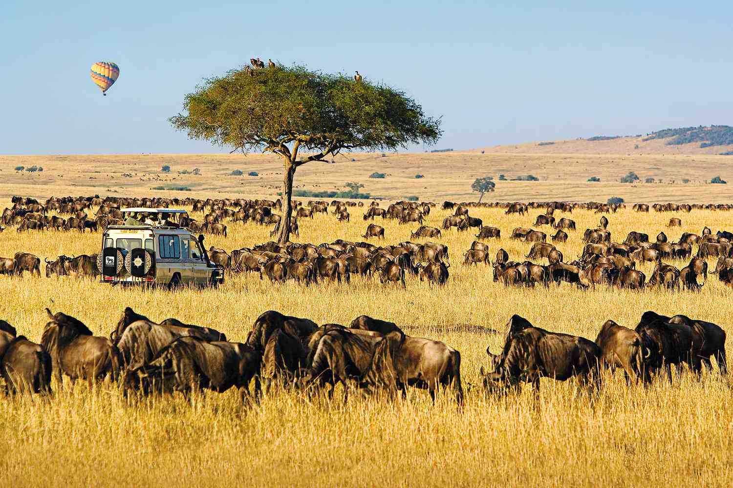 African Safari