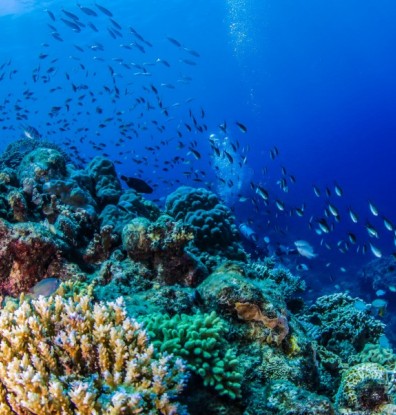Scuba Diving